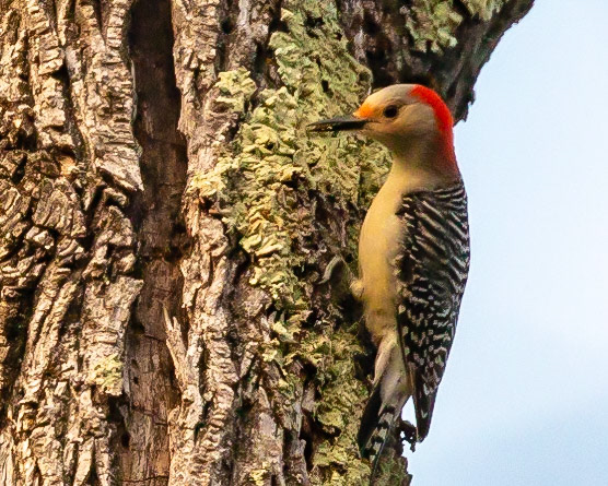 Red-bellied Woodpecker at Troy Meadows Reserved