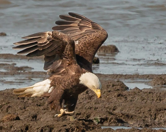 Bald Eage at Bombay NWR
