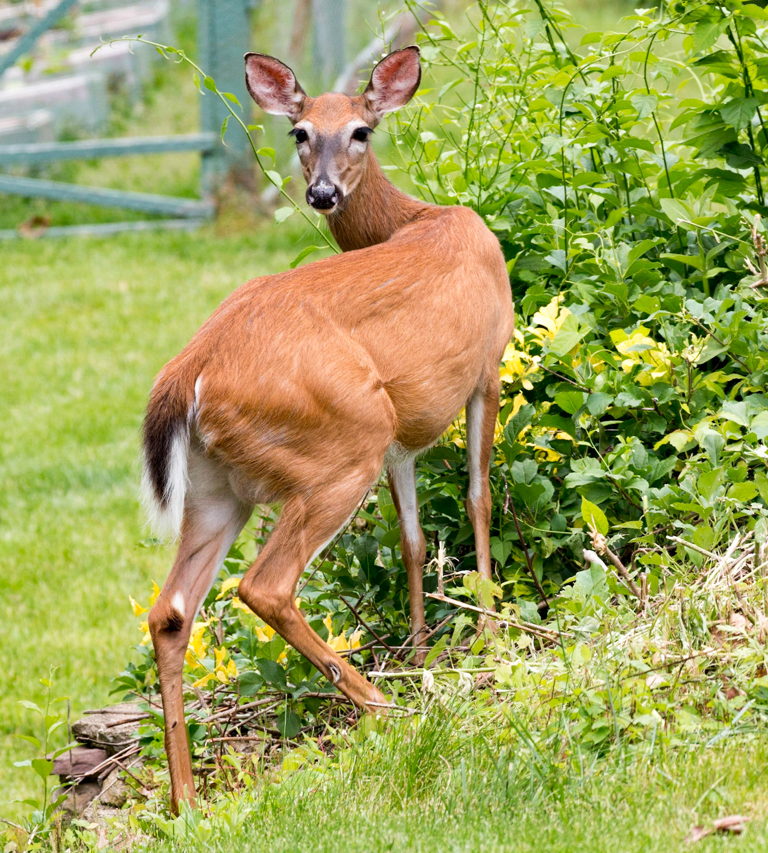 Backyard Deer