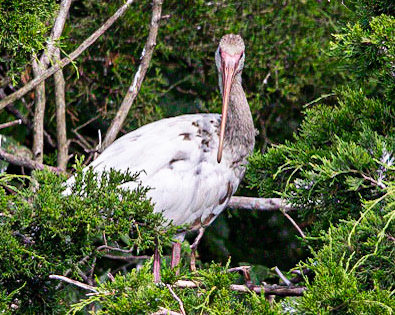 White Ibis at Ocean City, NJ