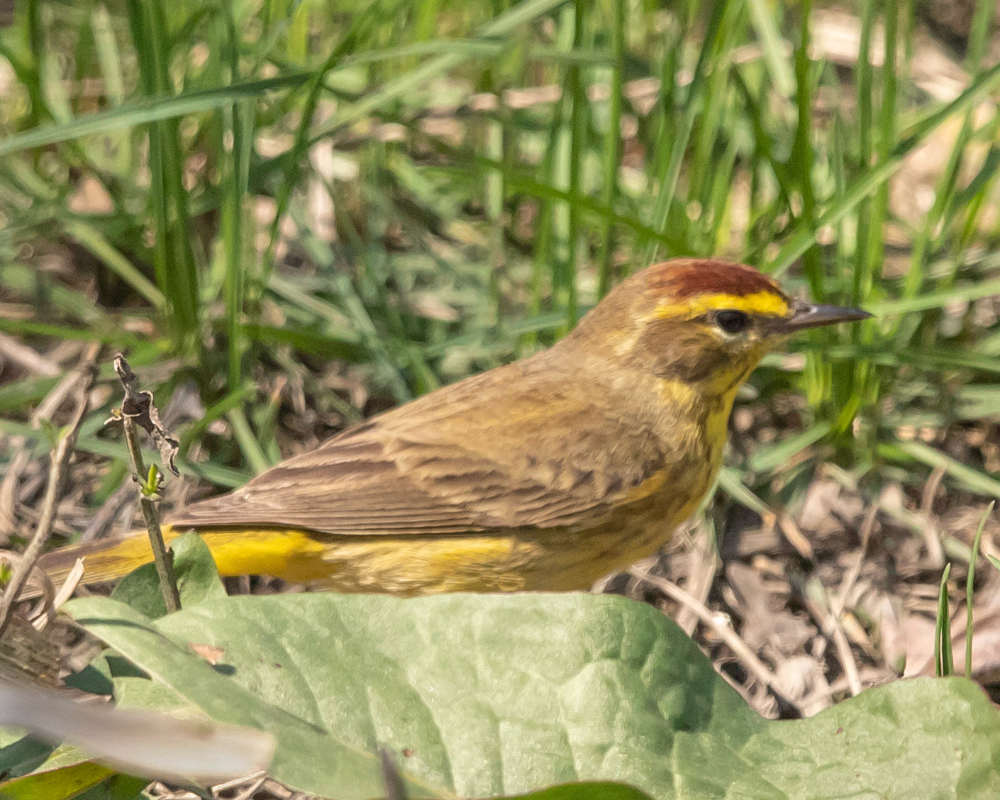 Palm Warbler at Mill Creek Marsh