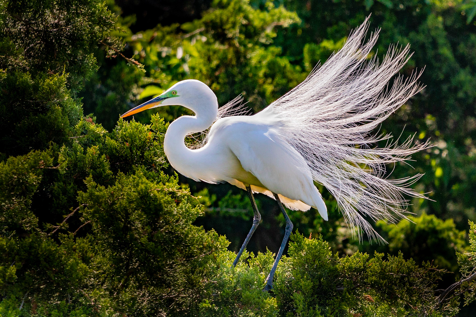 Great Egret at Ocean City, NJ
