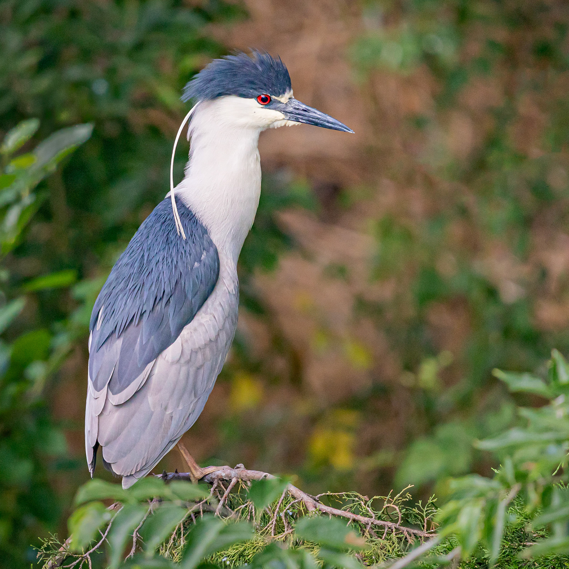 Black-Crowned Night-Heron at Ocean City, NJ