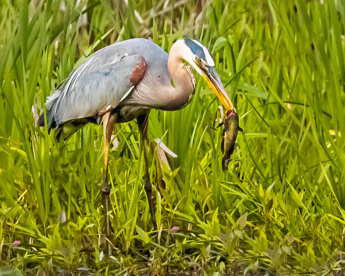 Blue Heron at Mahlon Dickerson Reserve