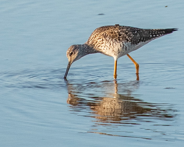 Greater Yellowlegged Sandpiper at Island each State Park