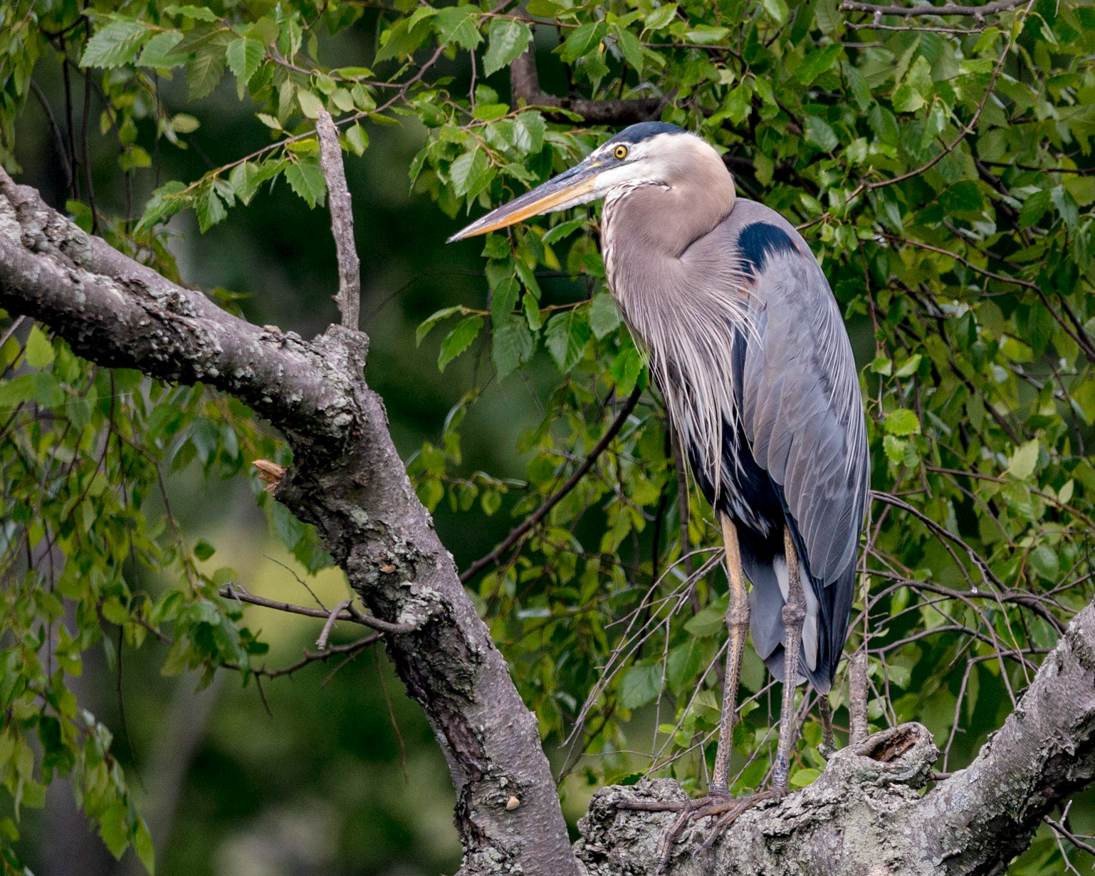 Blue Heron at Lake Hopatcong