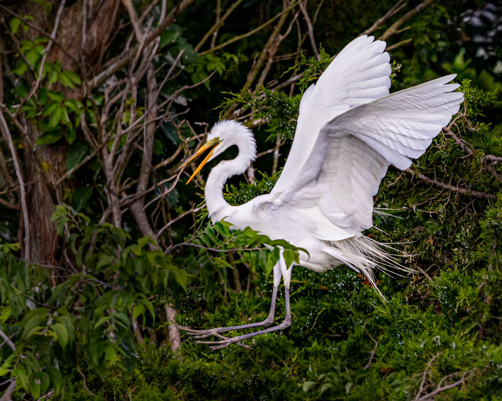 Great Egret at Ocean City, NJ