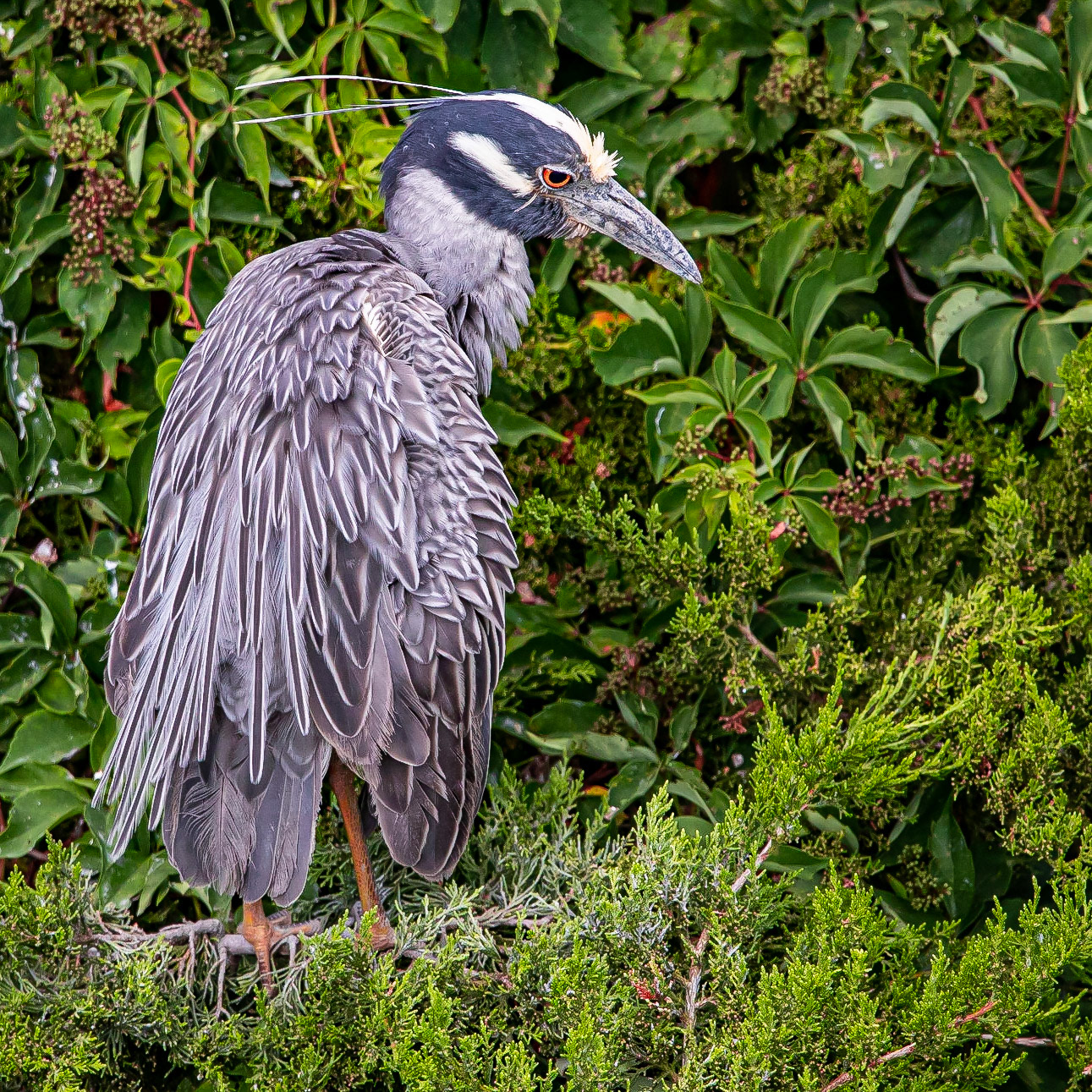 YellowCrowned Night-Heron at Ocean City, NJ