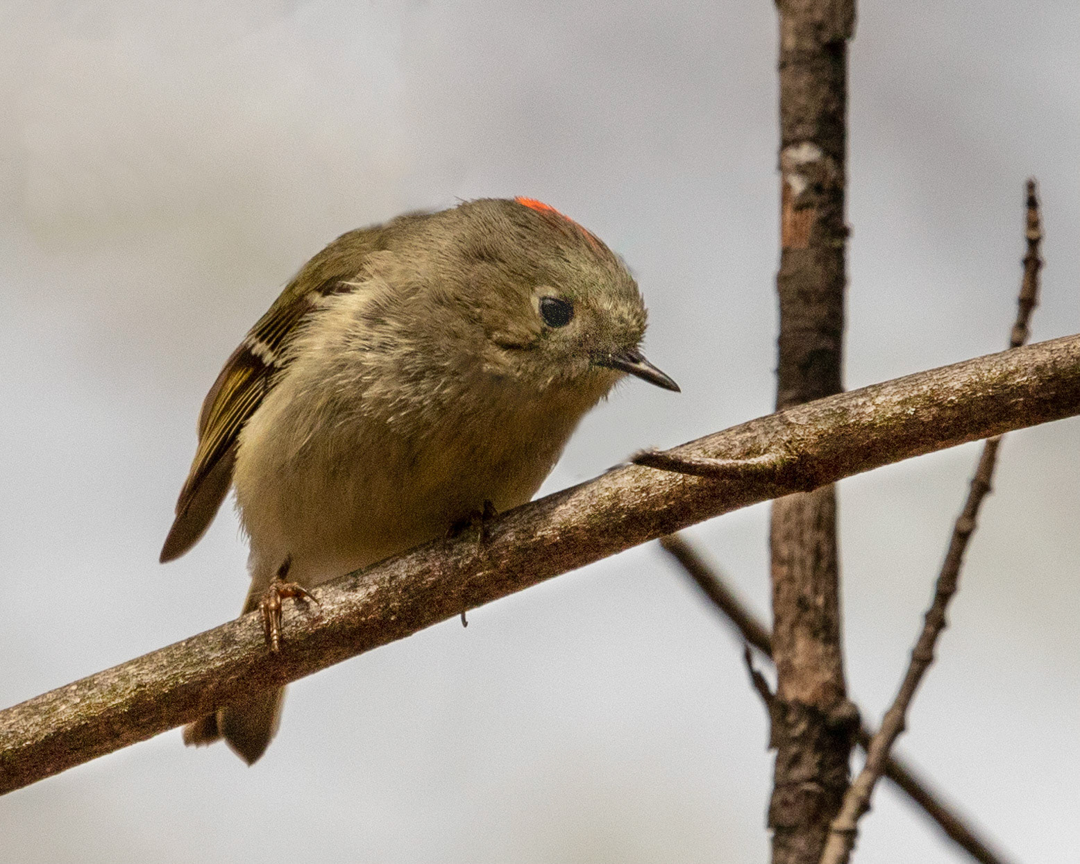 Ruby-Crowned Kinglet at Garrent Mountain