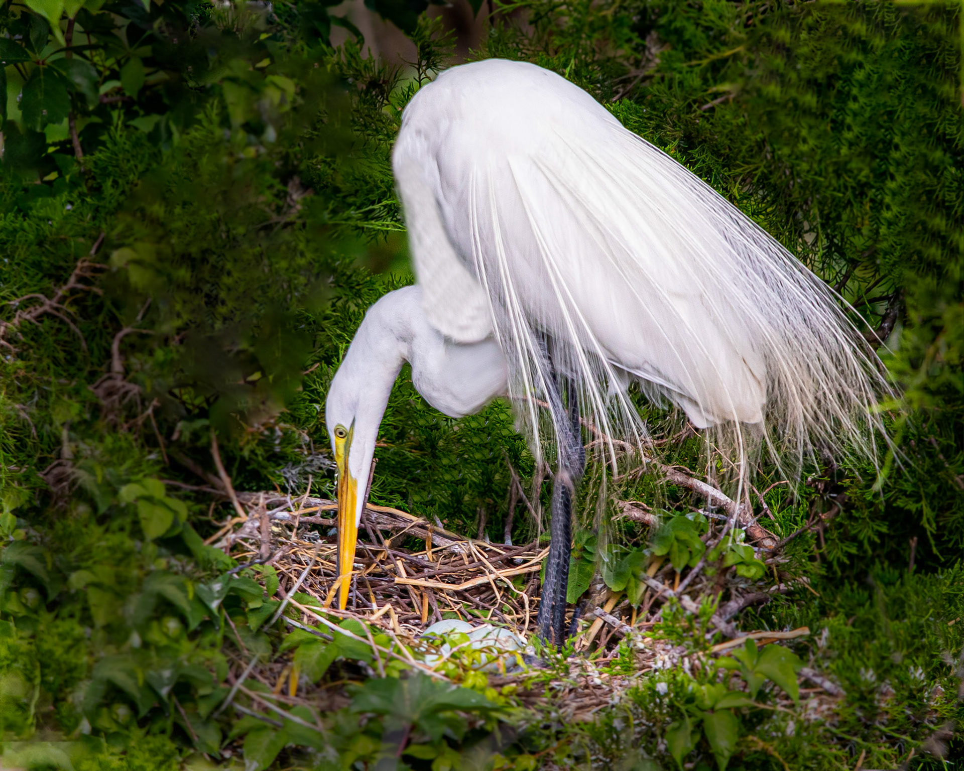 Great Egret Nesting at Ocean City, NJ