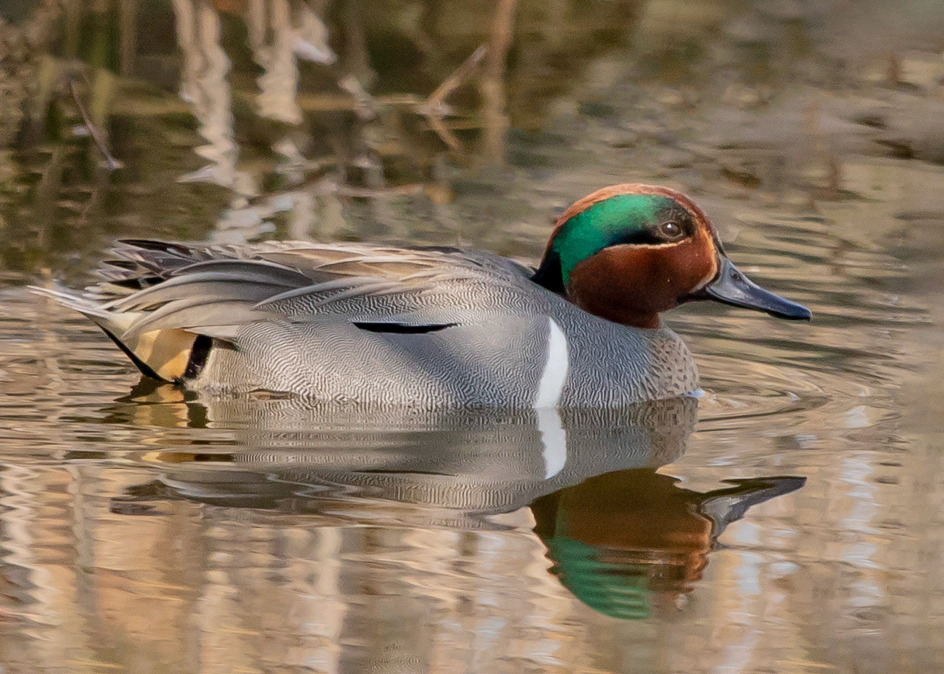 Green-Winged Teal at Mill Creek Marsh