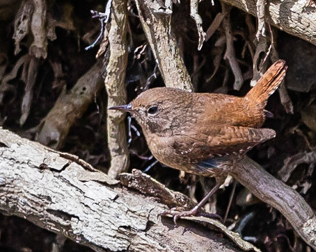 Winter Wren at Garret Mountain