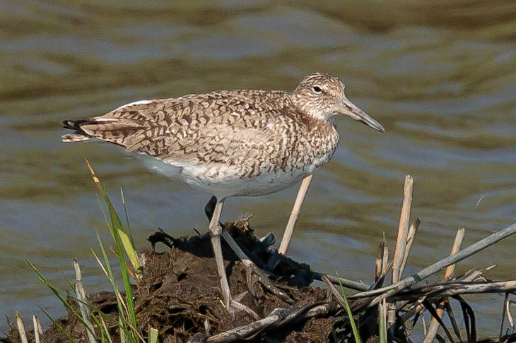 Willet at Bombay NWR