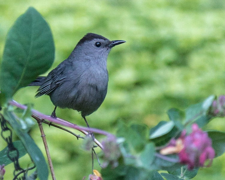 Catbird at Lake Hopatcong