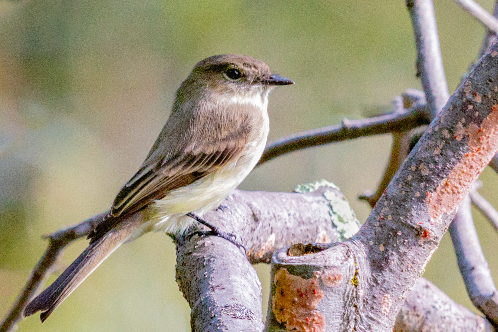 Eastern Phobe at Mahlon Dickerson Reservation