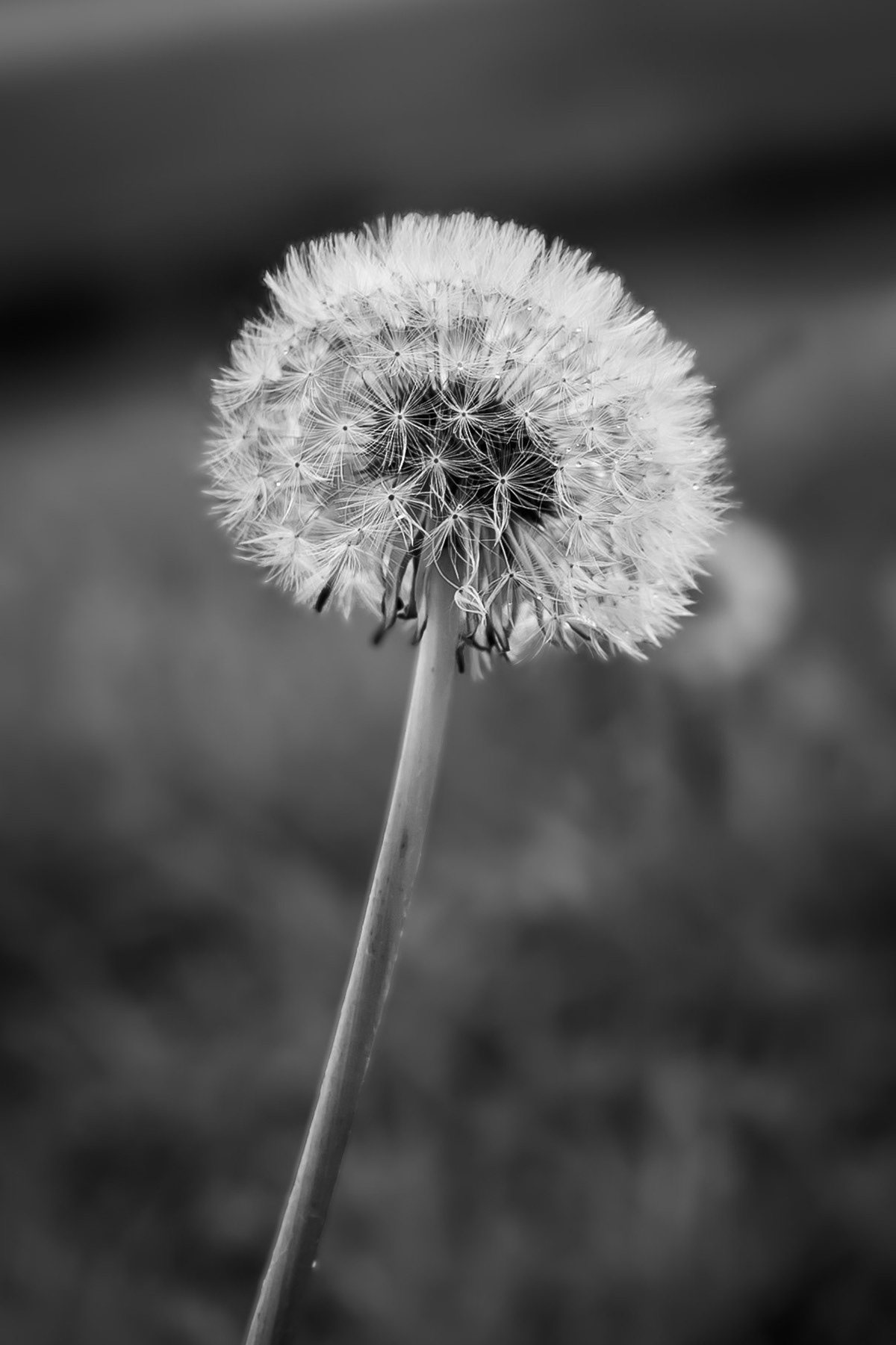 Dandelion