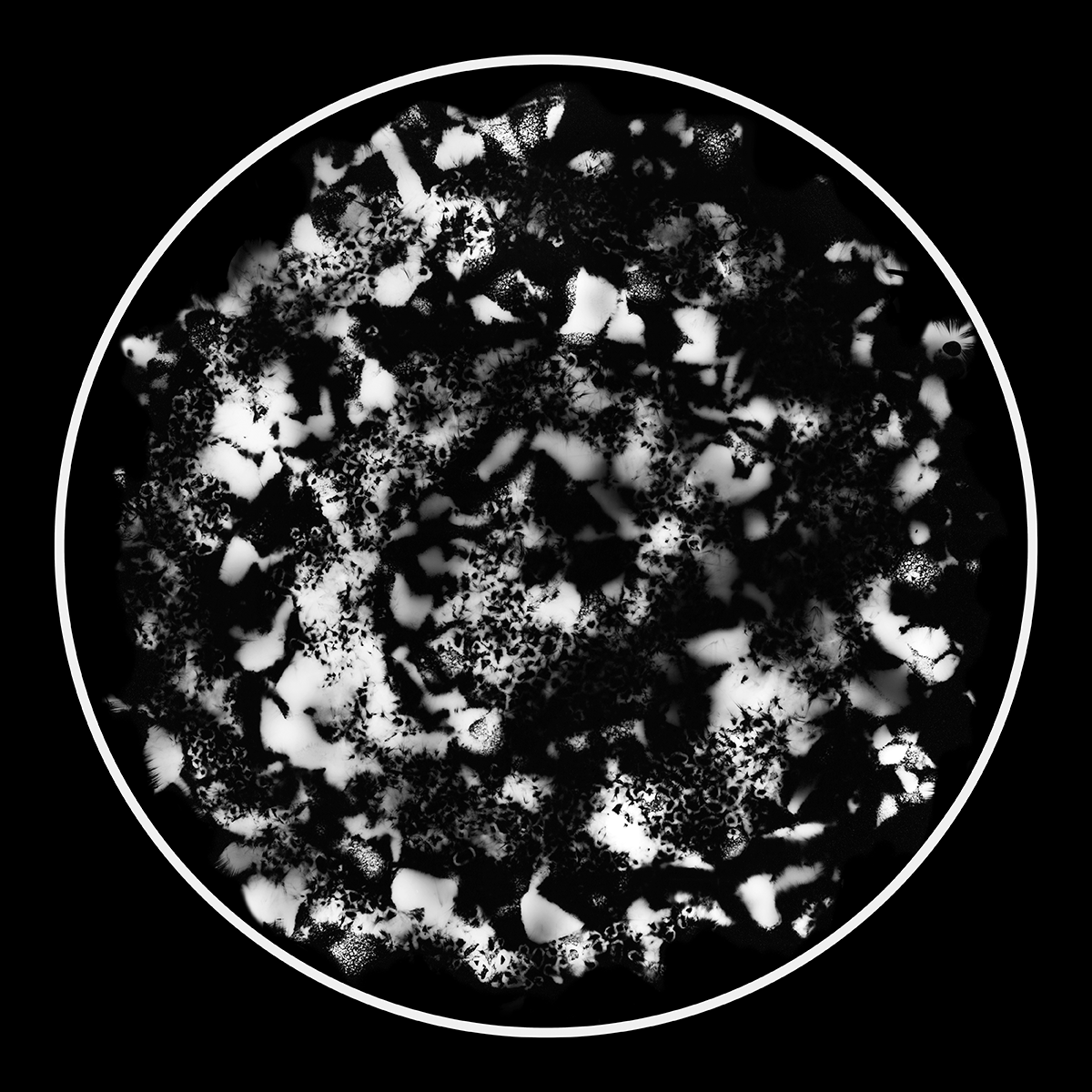 The Mystery and Beauty of the Cosmos, 40cm x 40cm, Photogram, Platinum Palladium.