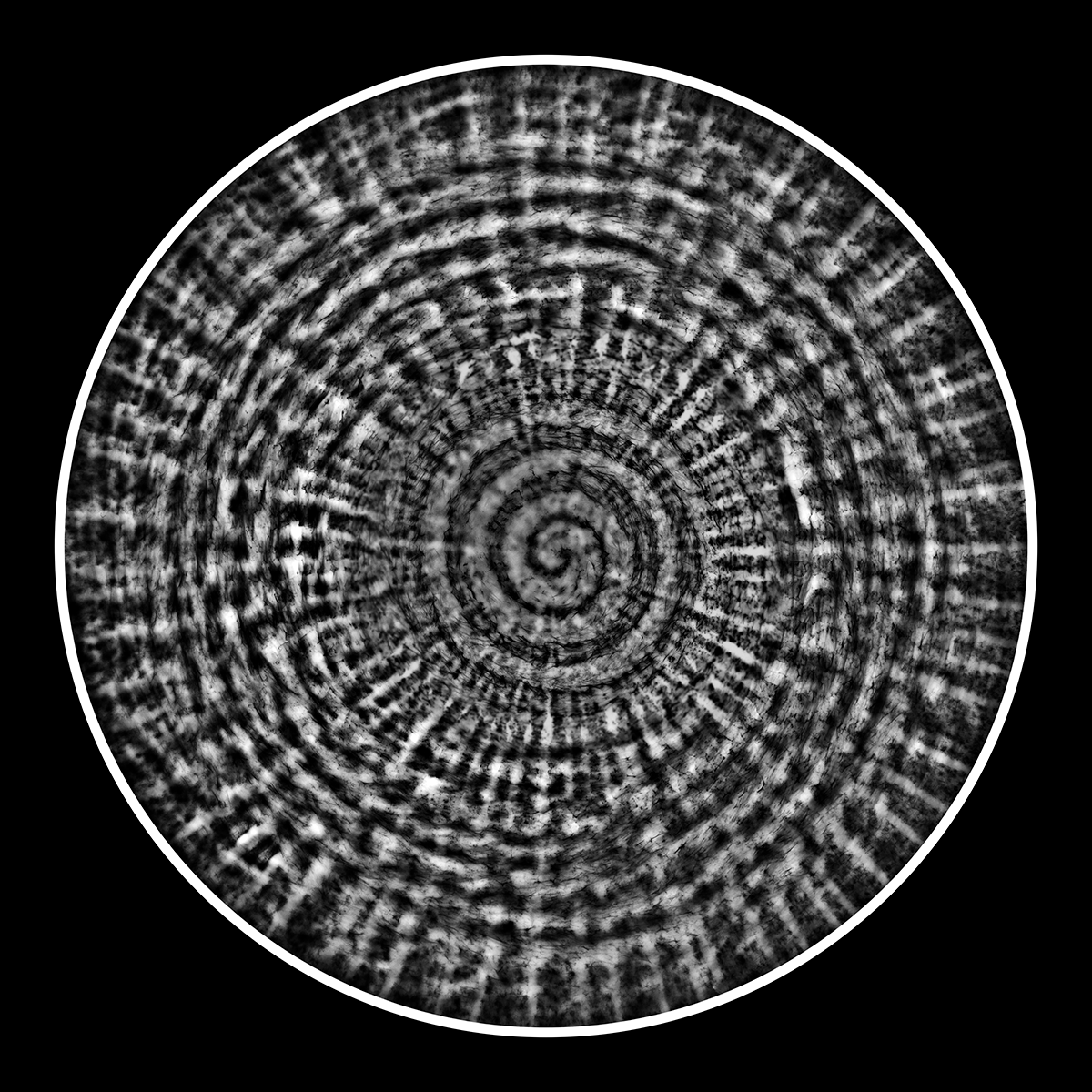 Whispers in Motion, 40cm x 40cm, Photogram, Platinum Palladium.