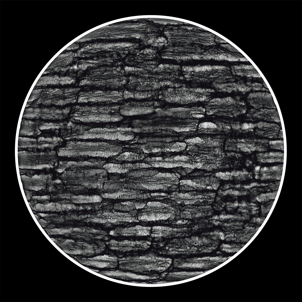 Memory Echoes, 40cm x 40cm, Photogram, Platinum Palladium.