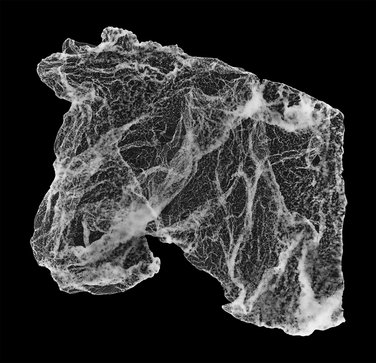 Photogram, Giclée