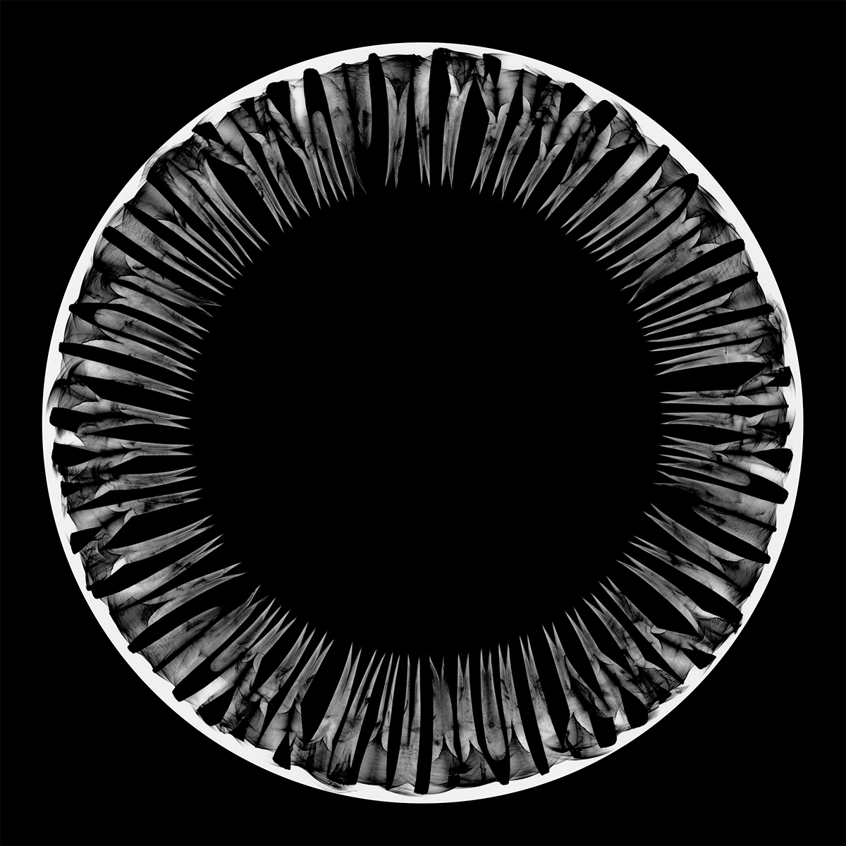 From Darkness, 40cm x 40cm, Photogram, Platinum Palladium.