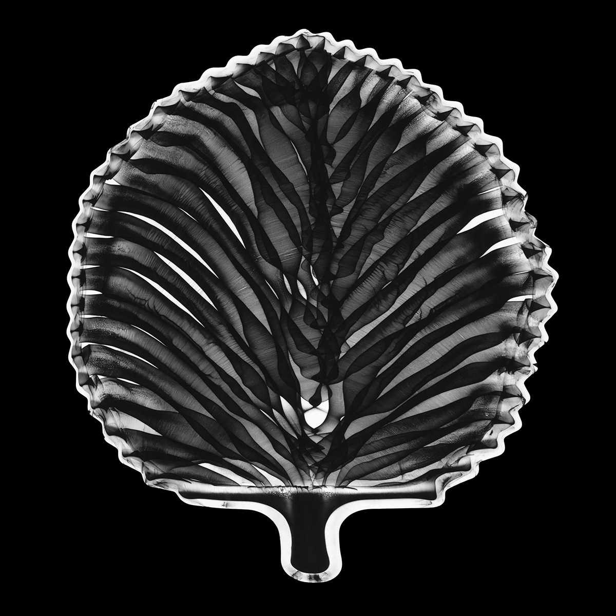 Sacred Synchronicity, 40cm x 40cm, Photogram, Platinum Palladium.