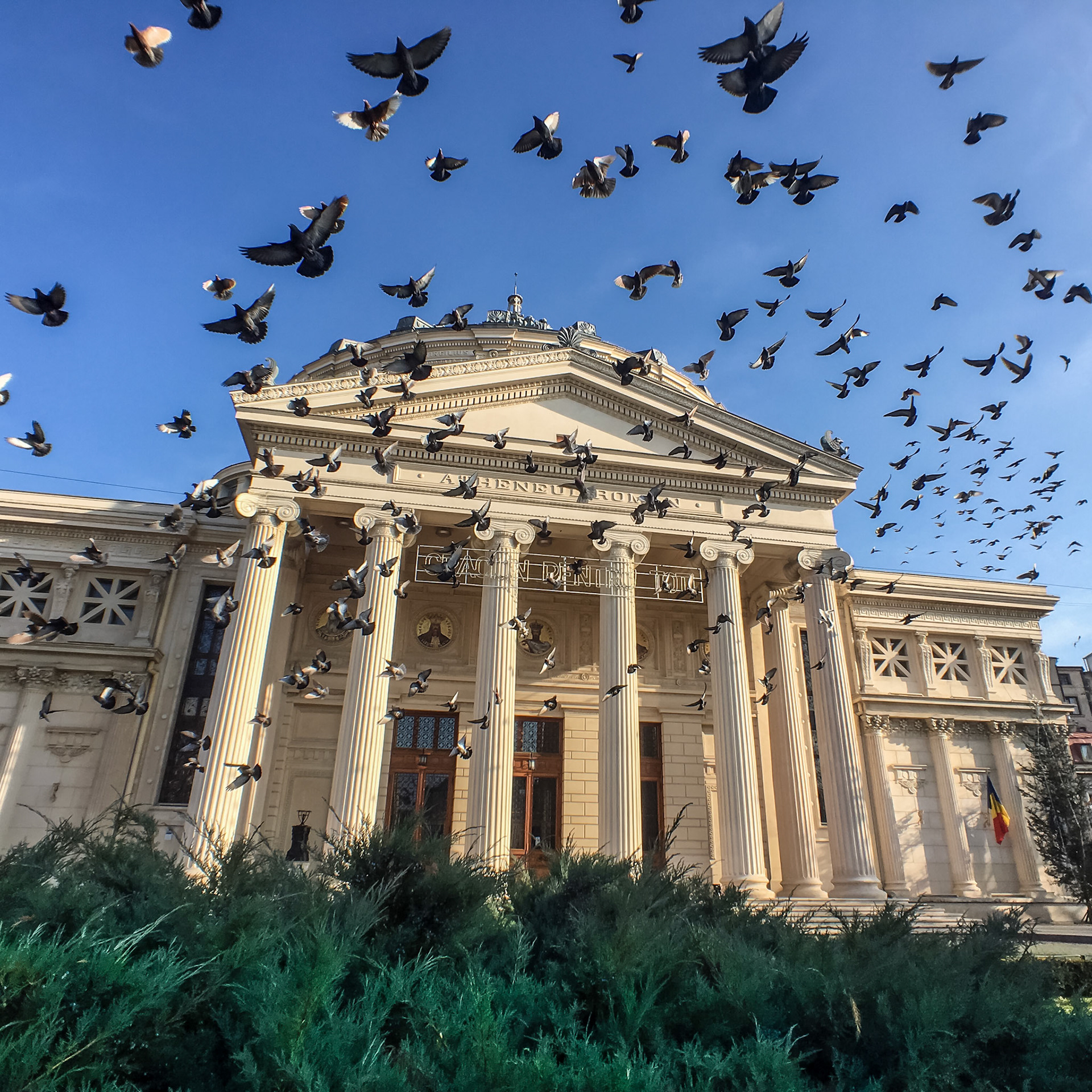 When I arrived at the scene to pigeon swarm was flying around the Ateneul.  But they were either too high or too low.  So i positioned myself with the iPhone ready to shoot.  And when the swarm came the way I pictured it, I hit the shutter release and using burst mode, I got the shot how I wanted it.