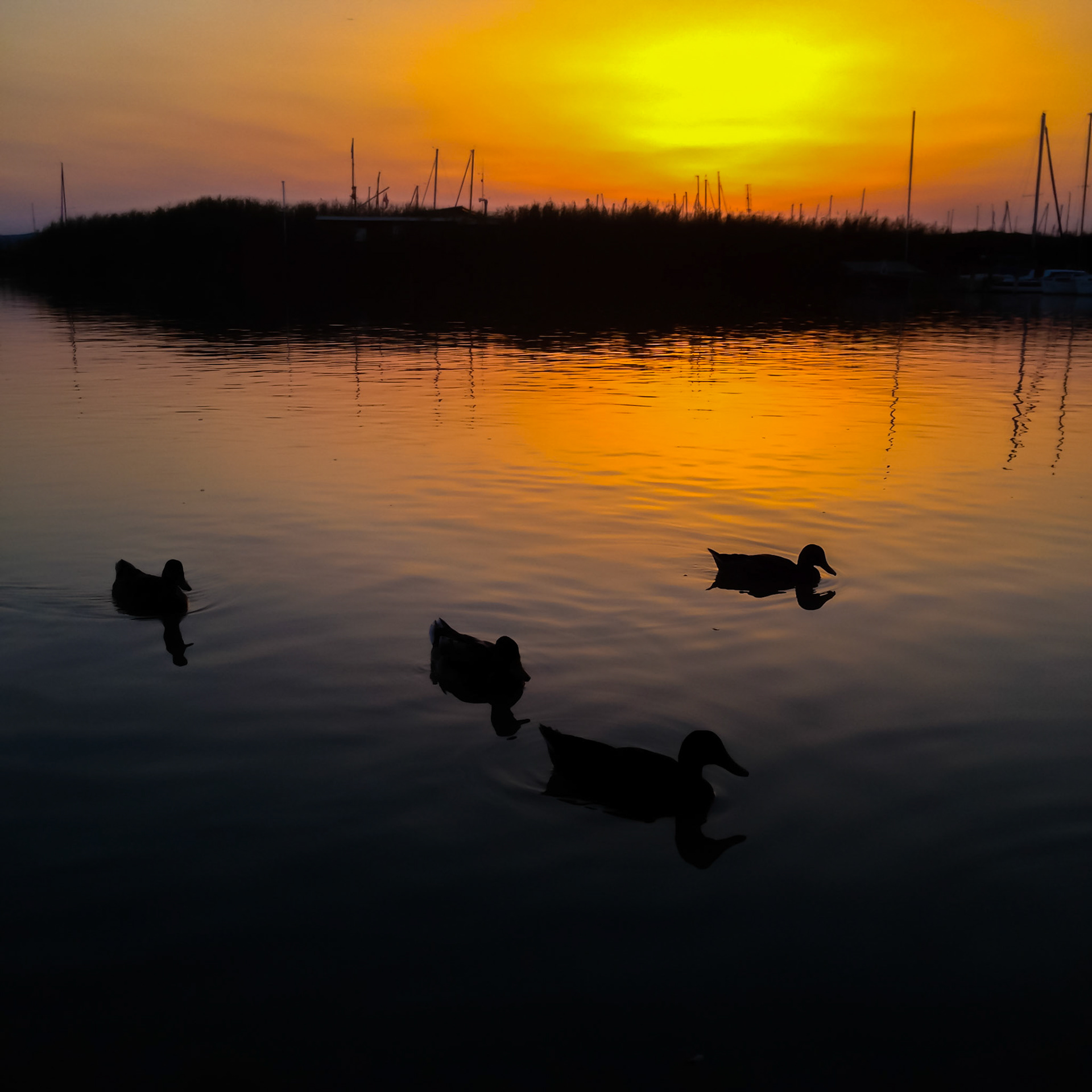 Ducks at Sunset | Neusiedler Lake, Austria