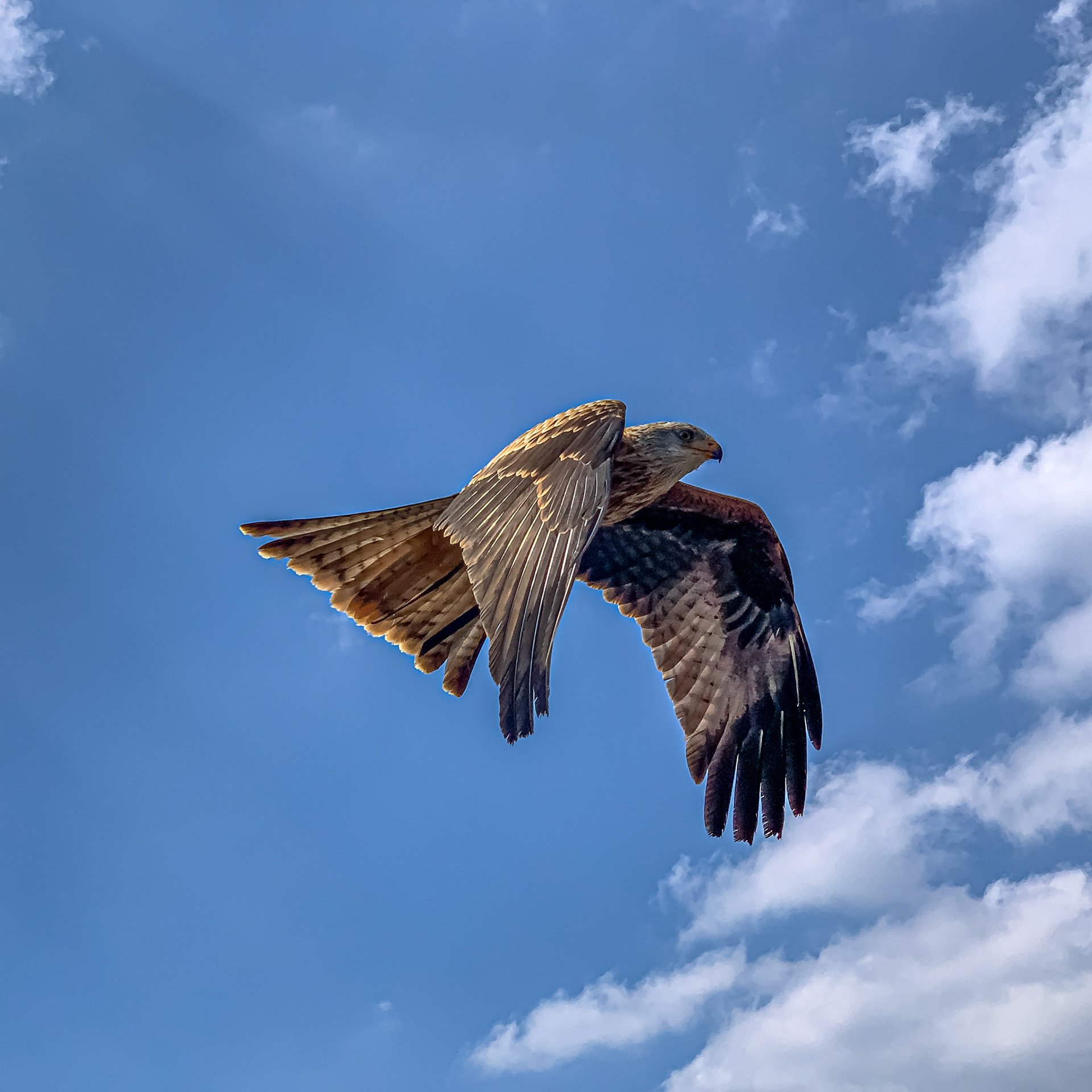 Bird of Prey (Austria)