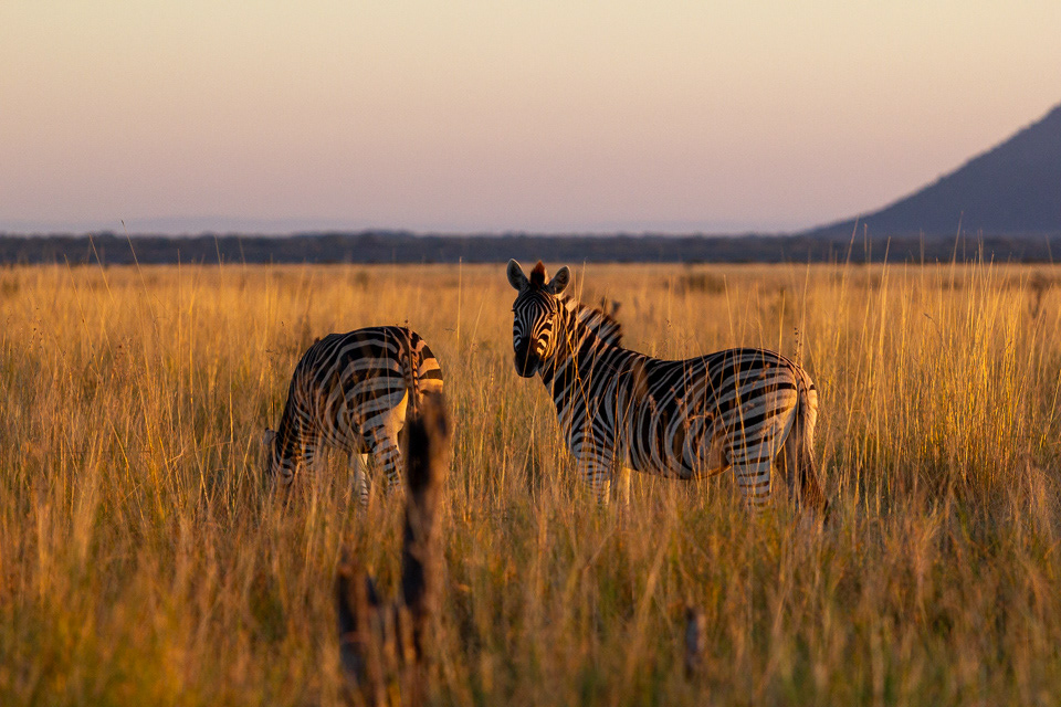Morning Zebra