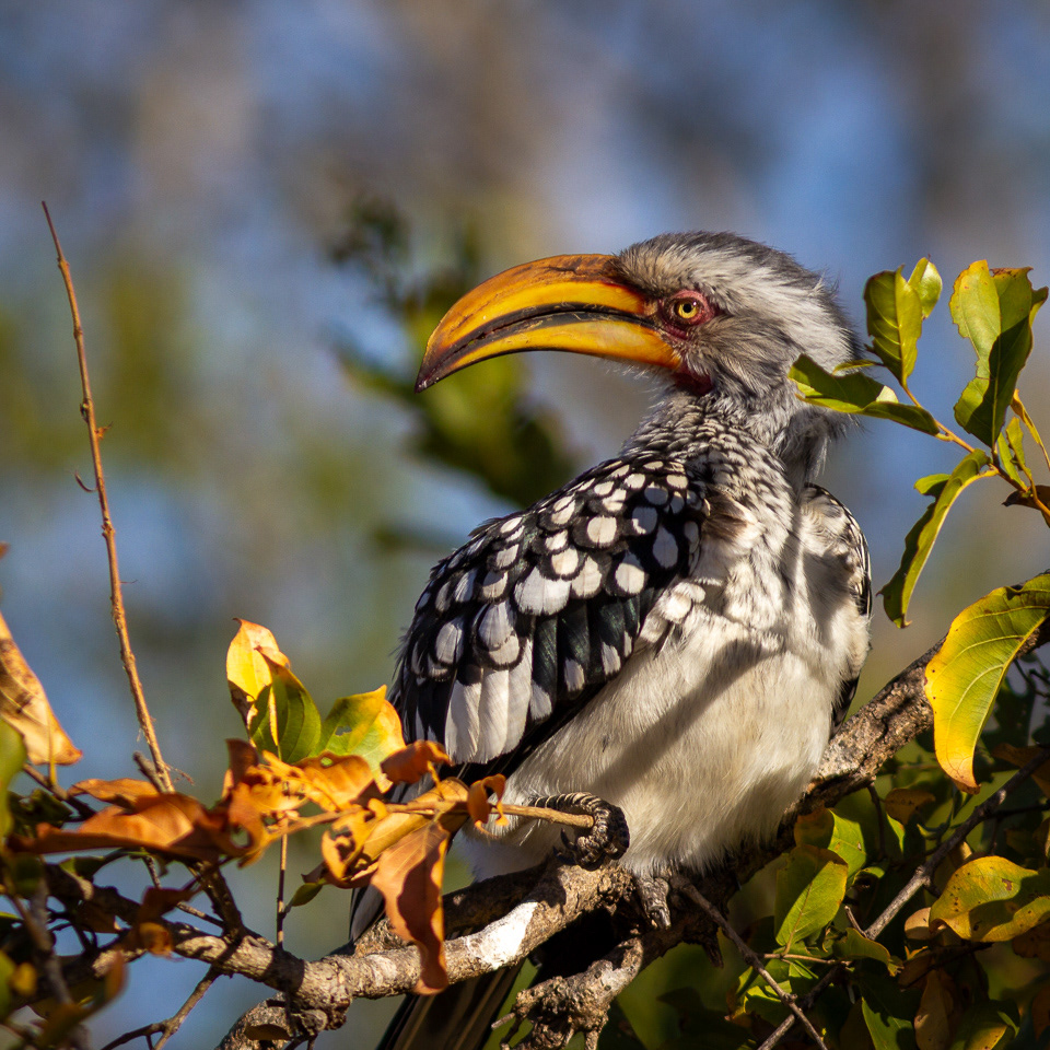 Yellow-billed Hornbill