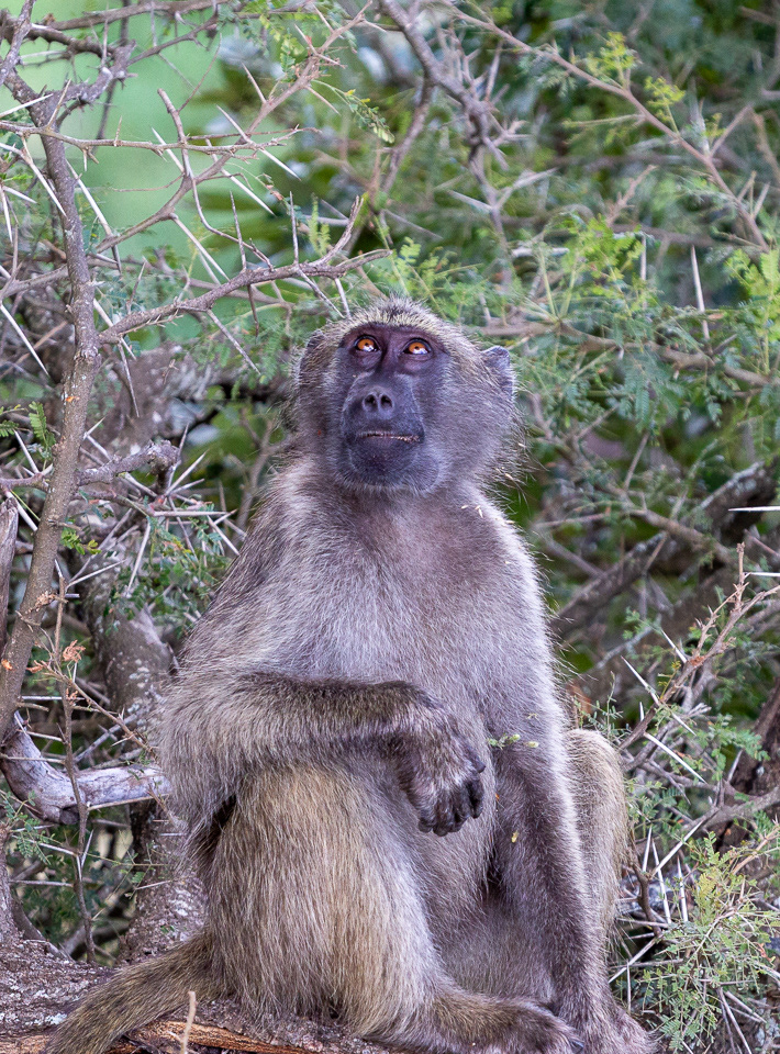 Baboon