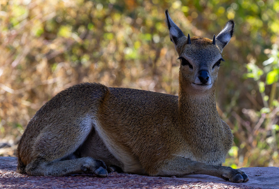 Steenbok