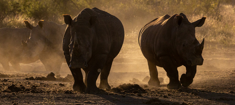 Rhino ruckus