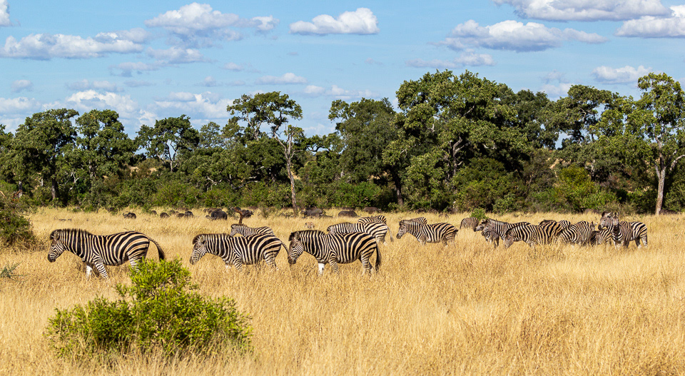 Many Zebra and Water Buffalo at Kruger
