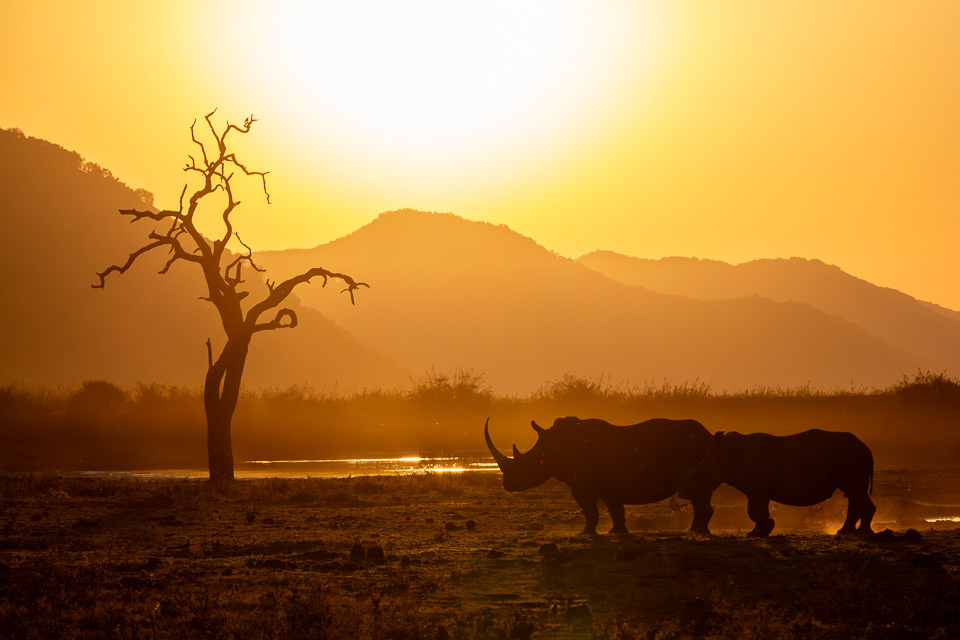 Rhino at sunset