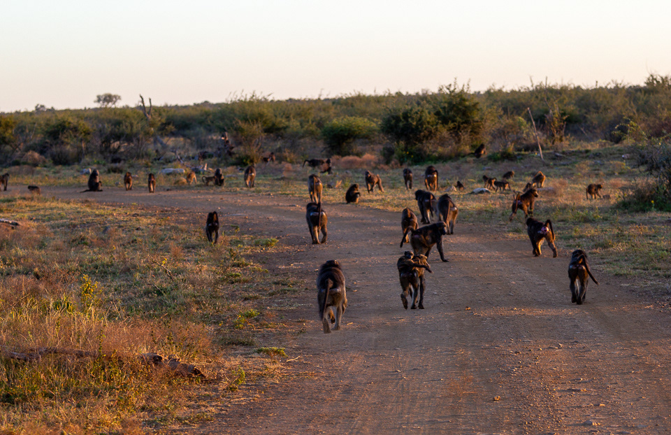 Large troop of Baboons