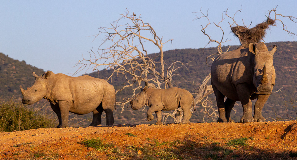Rhino family