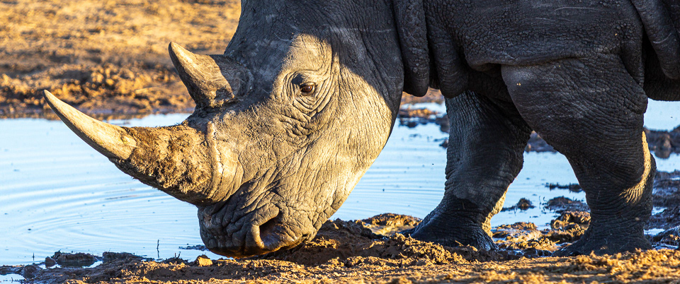 Rhino, Madikwe Game Reserve