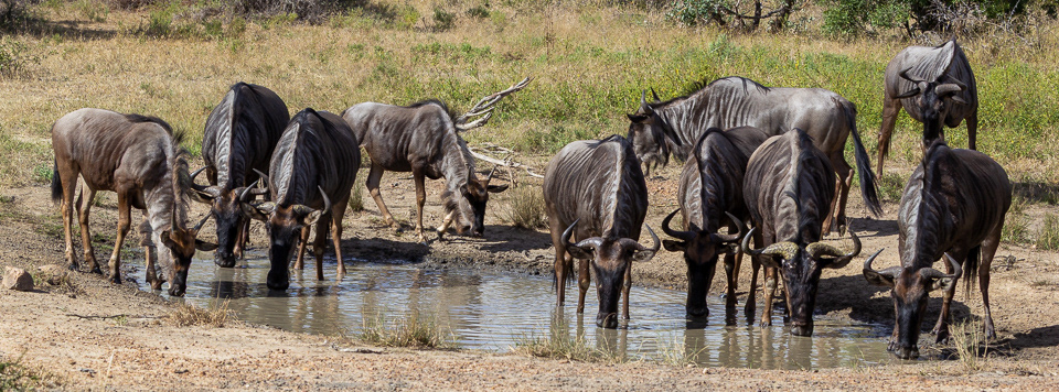 Wildebeest