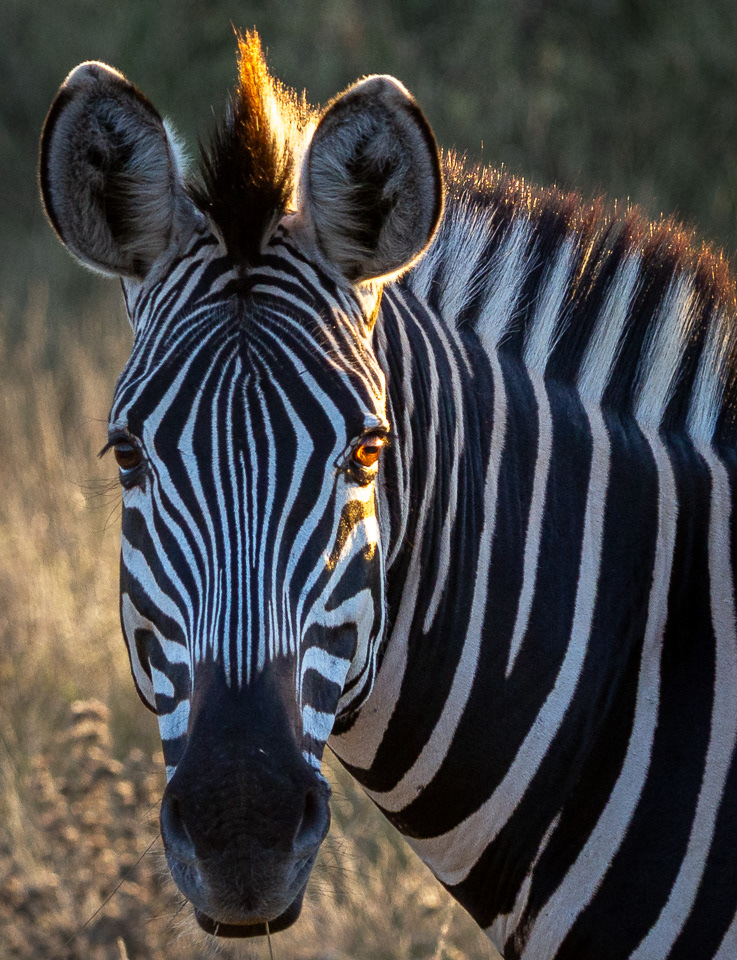 Perfect Zebra