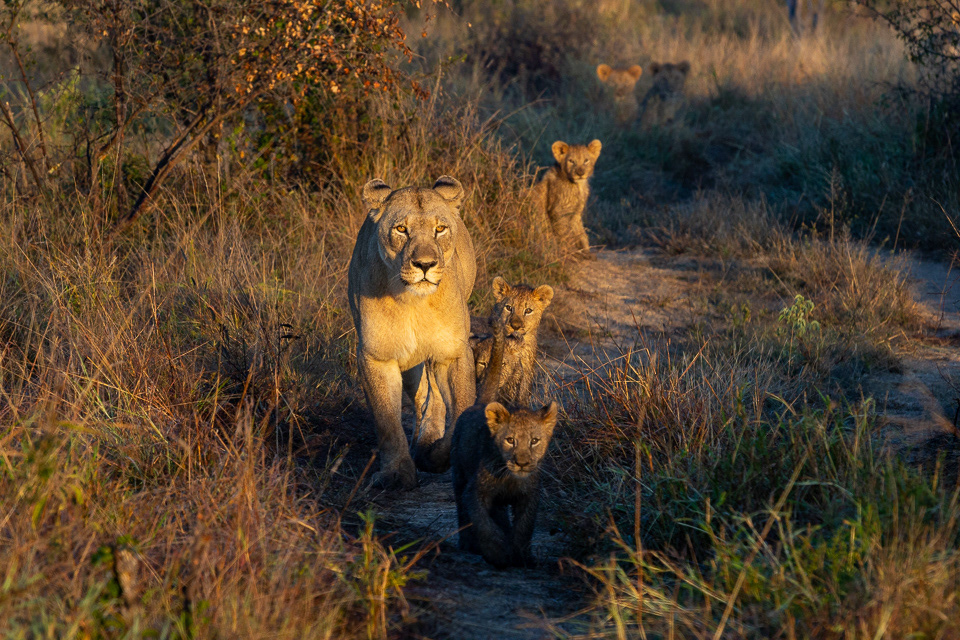 Mums and cubs