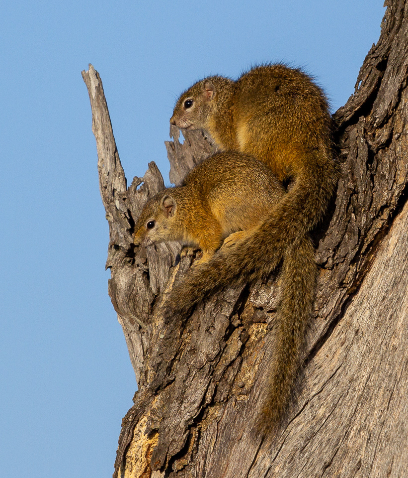 Ground Squirrels