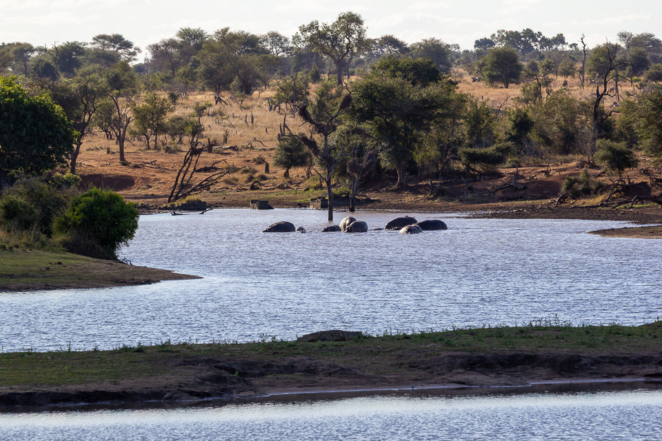 Hippos and a foreground Nile Crocodile