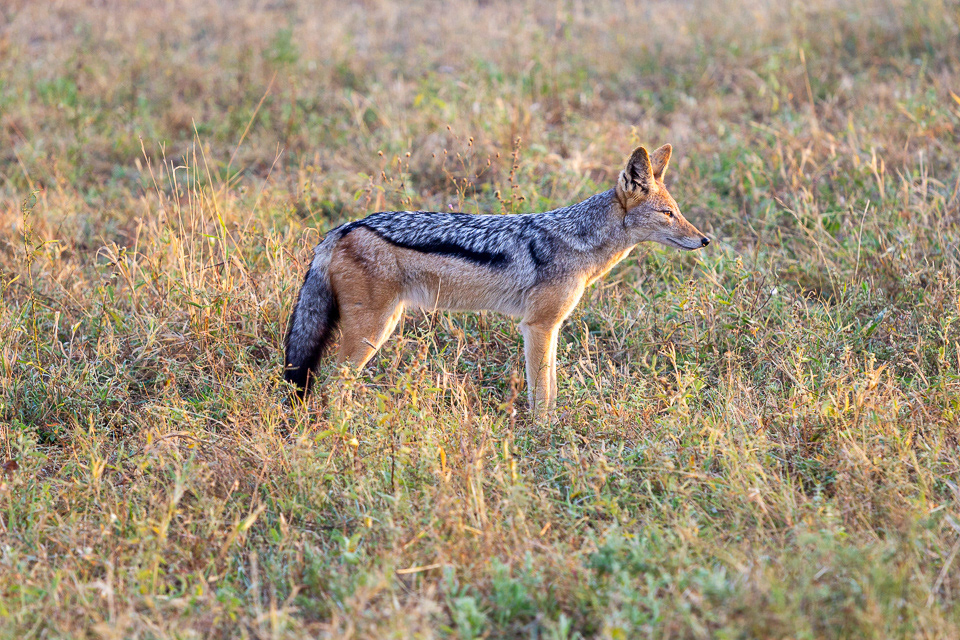 Black-backed Jackal