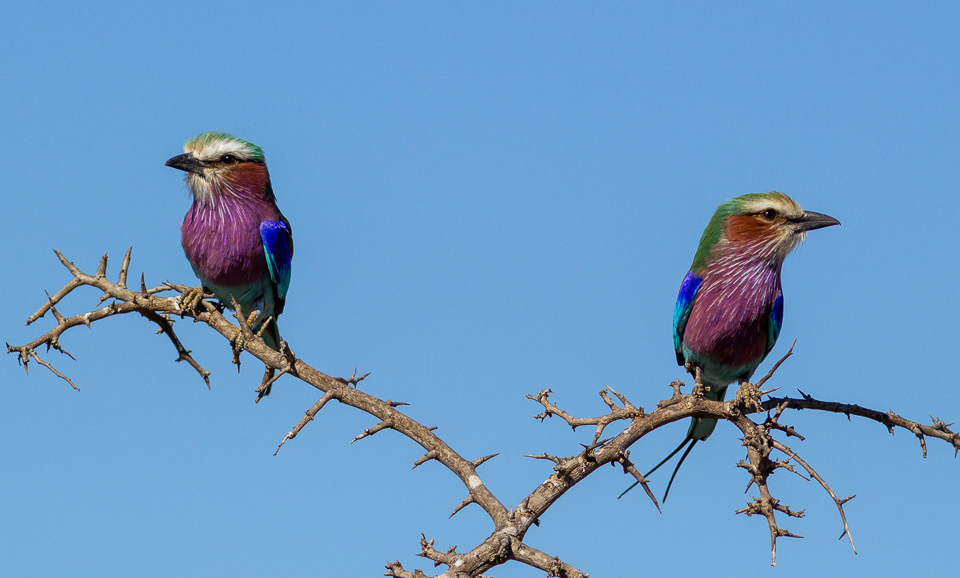 Lilac-breasted Rollers