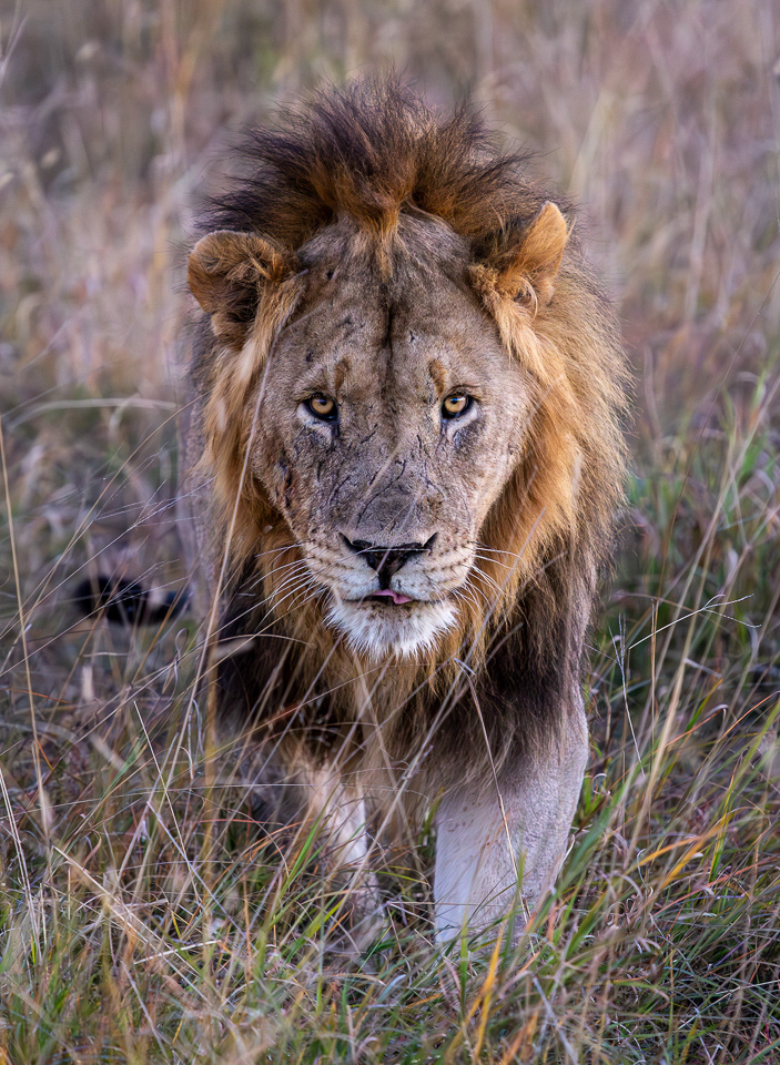 Male Lion