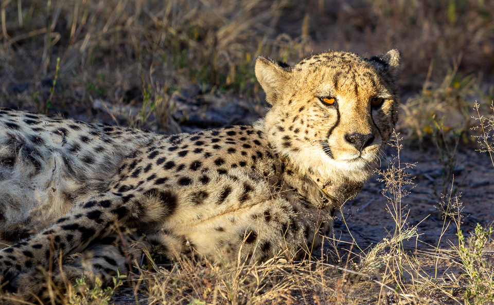 Cheetah released at Khaya Ndlovu