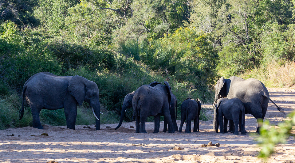 Elephants digging for water