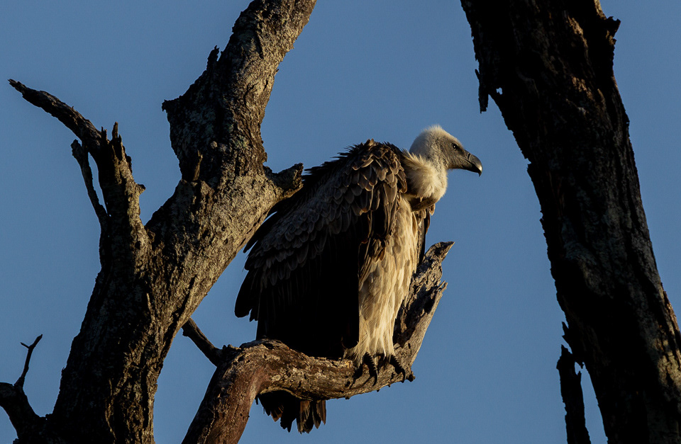 White-backed Vulture